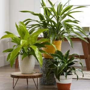 Indoor Plants