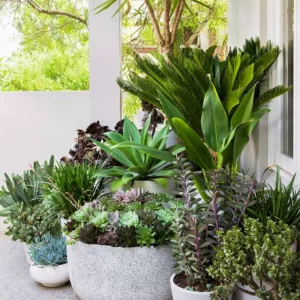 Outdoor Plants