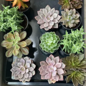 Succulents